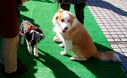 Farmer\'s Market@譲渡会報告_b0003270_1646762.jpg