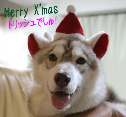 ♪ 今年のクリスマスカードは･･･ ♪_c0161772_2234293.jpg