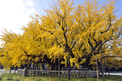 京都の風景_c0187782_12462445.jpg