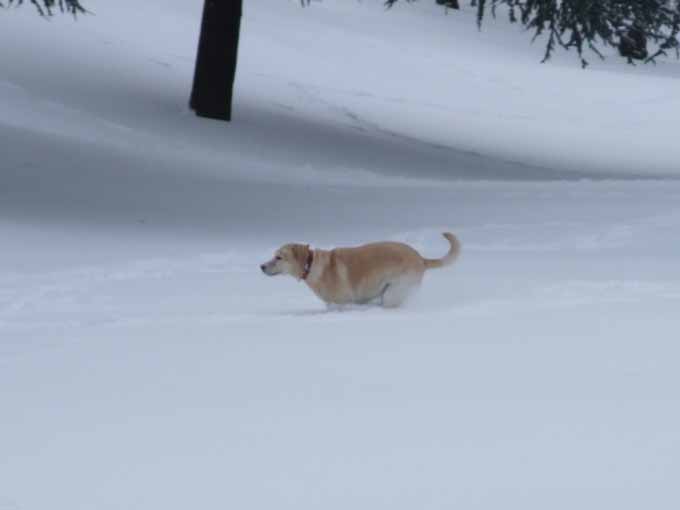 5年ぶりの大雪_f0182885_212358.jpg