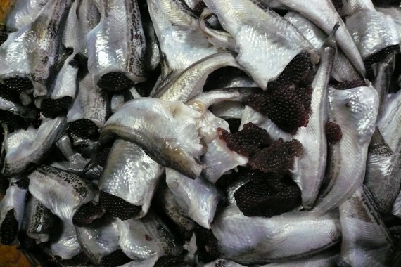 生出しハタハタ 家づくり西方設計