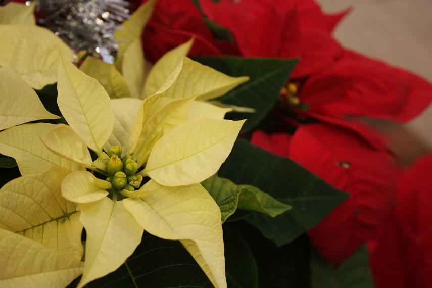 クリスマスのシンボル植物 ポインセチア そよ風のつぶやき クリスマスのシンボル植物 ポインセチア そよ風のつぶやき