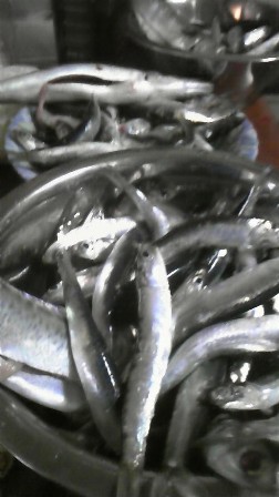 c0109726_1736930.jpg