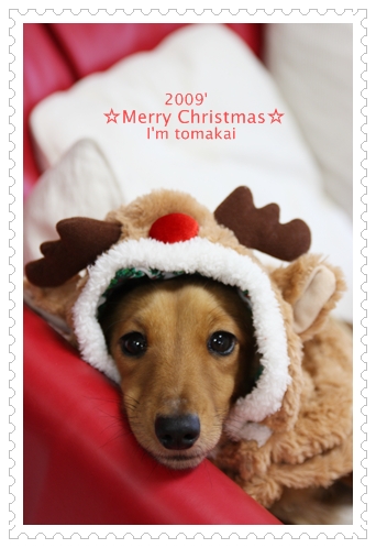 ☆Merry Christmas☆_e0191026_20315997.jpg
