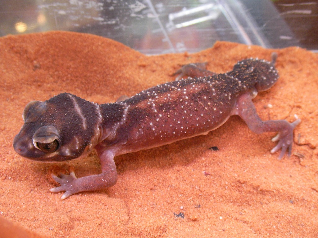 Geckos from Germany!!! : みなと店発！ペポニまねーじゃーブログ。