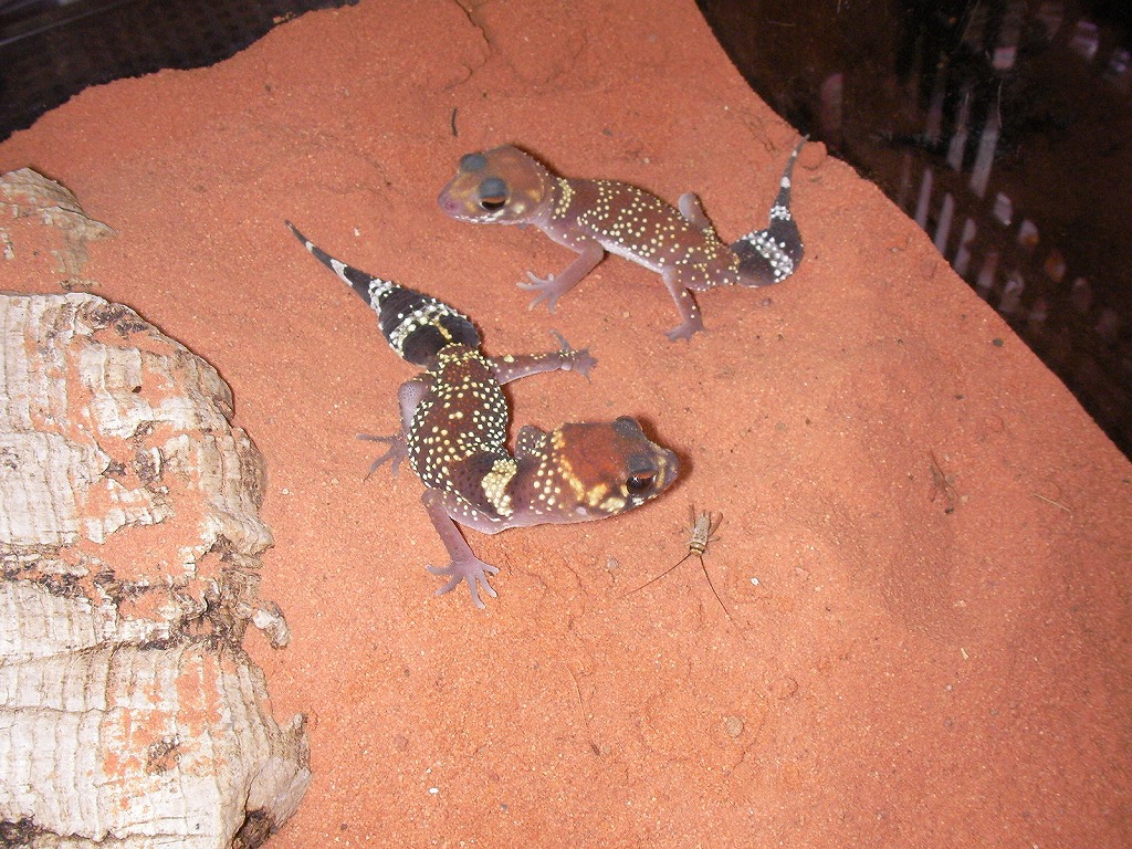 Geckos from Germany!!!_e0191842_21362646.jpg