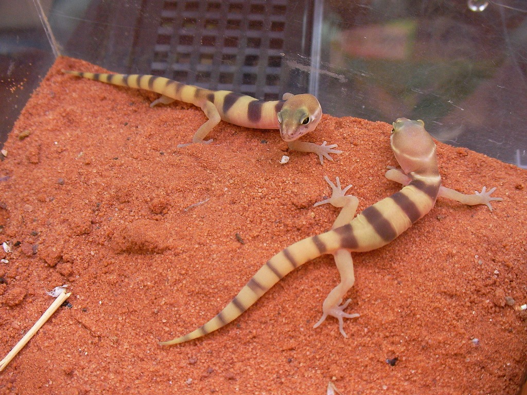 Geckos from Germany!!!_e0191842_21412563.jpg