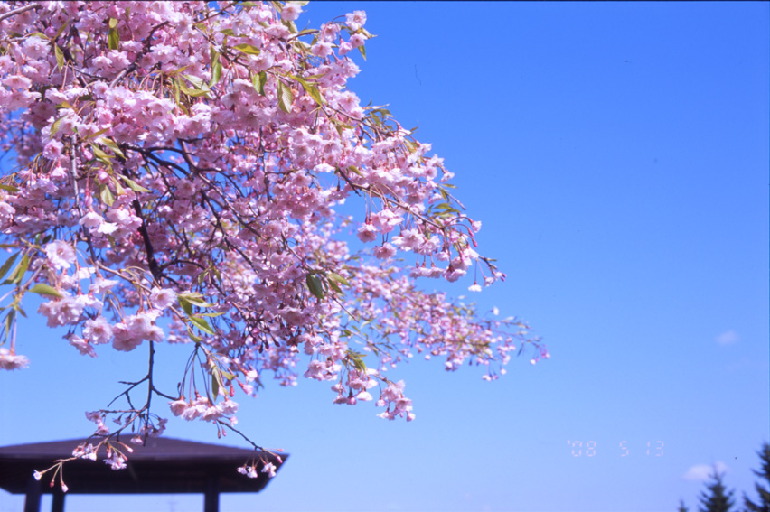 季節外れですが八重桜逝きます_d0074844_69229.jpg