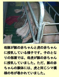 タイで不妊指導、ワニ・トラ園見学記_a0148348_4274573.jpg
