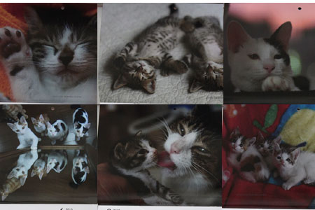 森ねこさんのポストカードと、子猫カレンダー発売！_d0084952_0251534.jpg