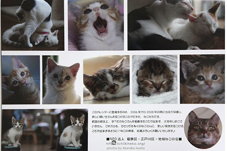 森ねこさんのポストカードと、子猫カレンダー発売！_d0084952_0252171.jpg