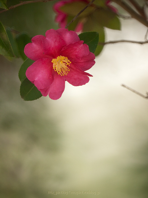 師走の山茶花:OM 500mm F8 Reflex 編 その2_e0097970_2359266.jpg