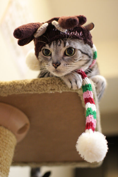 ☆Happy Christmas*・゜゚・*:.。..。.:*_d0058182_1832107.jpg