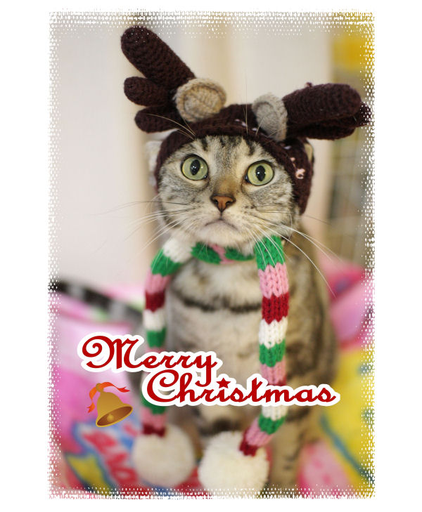 ☆Happy Christmas*・゜゚・*:.。..。.:*_d0058182_1834580.jpg