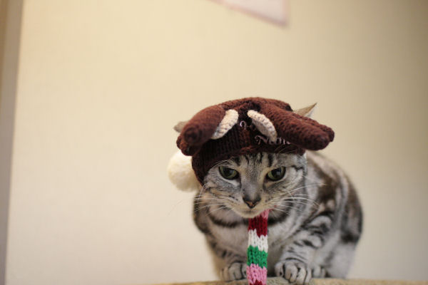 ☆Happy Christmas*・゜゚・*:.。..。.:*_d0058182_18374958.jpg