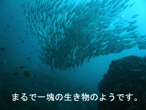 ぴぴっとピピ島!_f0144385_5175710.jpg