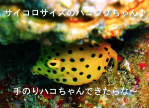 ぴぴっとピピ島!_f0144385_5184195.jpg
