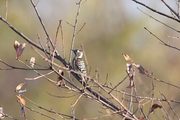 d0133693_23331521.jpg