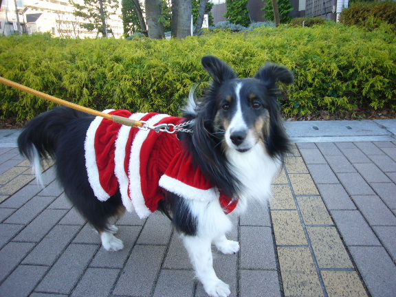 e0130008_21443042.jpg