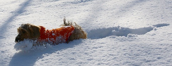 雪遊び♪_f0046128_7325198.jpg