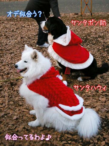 メリー・クリスマス！_c0062832_19191542.jpg