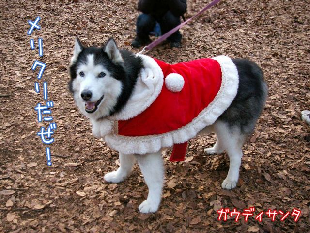 メリー・クリスマス！_c0062832_1932624.jpg