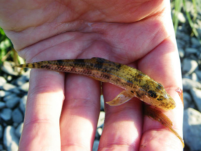 多摩川親子探険記 冬ガサガサ Tamagawalk ー多摩川親子探険記ー 多摩川親子探険記 冬ガサガサ Tamagawalk ー多摩川親子探険記ー