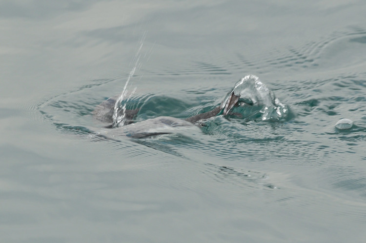 ペンギン出現？？～ウミスズメ_b0148352_215358.jpg