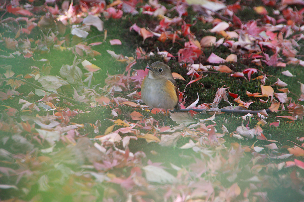 鳥の季節　その4_d0148060_21411747.jpg