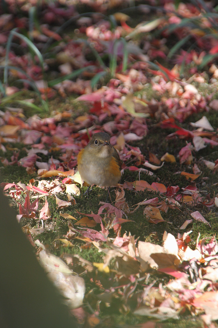 鳥の季節　その4_d0148060_214225.jpg