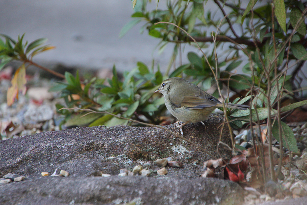 鳥の季節　その4_d0148060_2145279.jpg