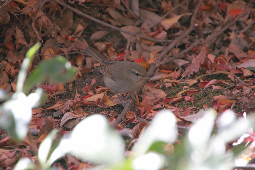 鳥の季節　その4_d0148060_21464322.jpg