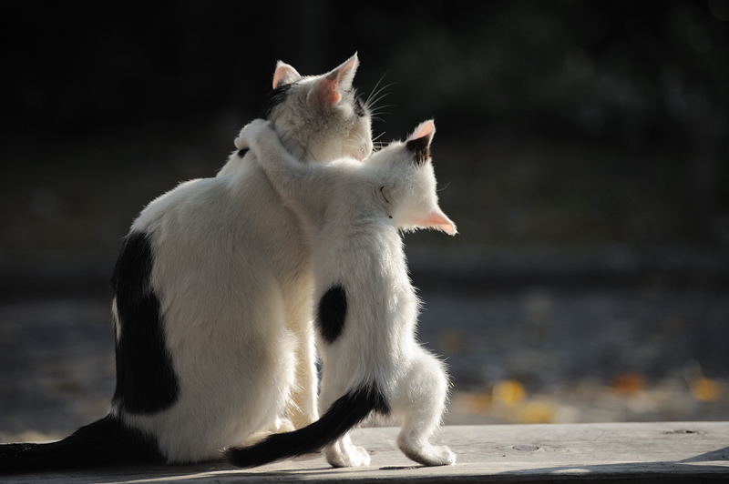 街角ニャンコ・子供は風の子、元気な子!_f0032011_16183773.jpg