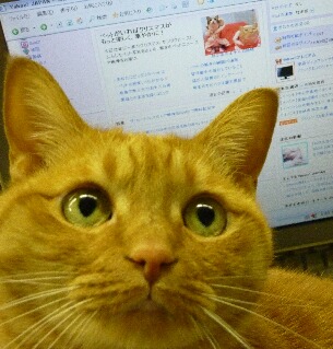 Yahoo!トップページ猫 ぽーしぇる編。_a0143140_14574830.jpg