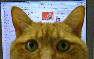 Yahoo!トップページ猫 ぽーしぇる編。_a0143140_1552879.jpg