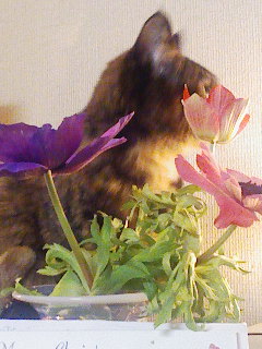 c0197248_172339.jpg