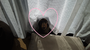 c0200849_1382856.gif