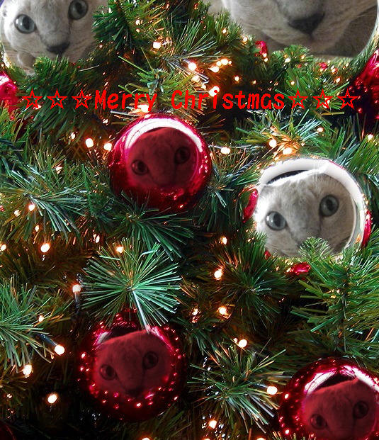 ☆Merry Christmas☆_b0177850_044688.jpg