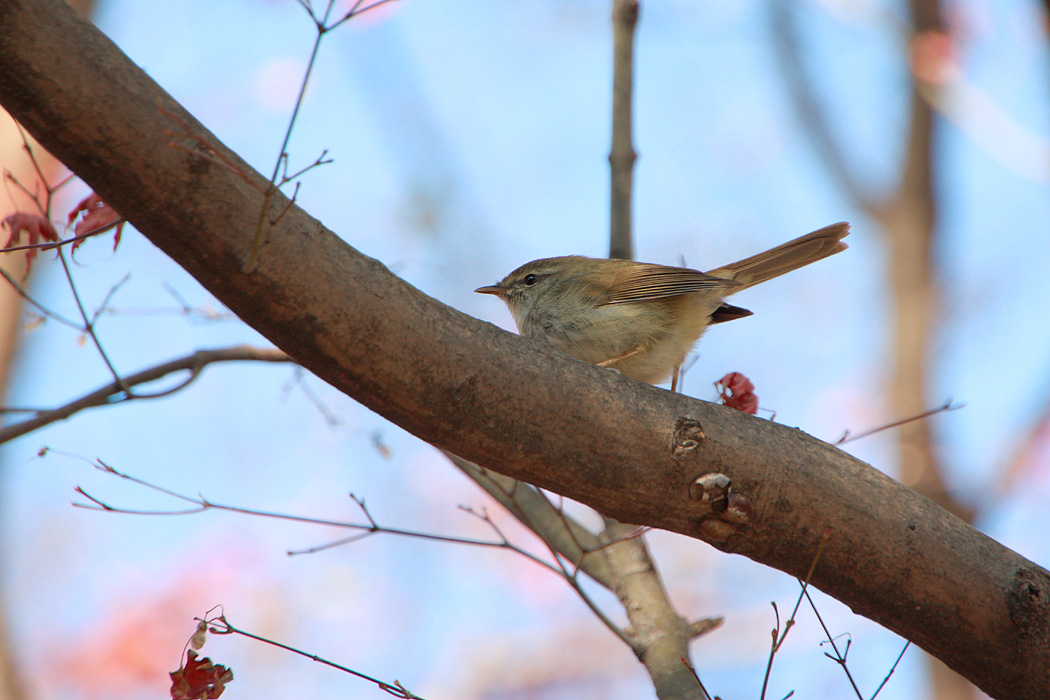 鳥の季節　その5_d0148060_1831326.jpg