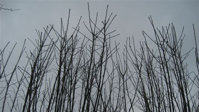 a0123465_16171727.jpg