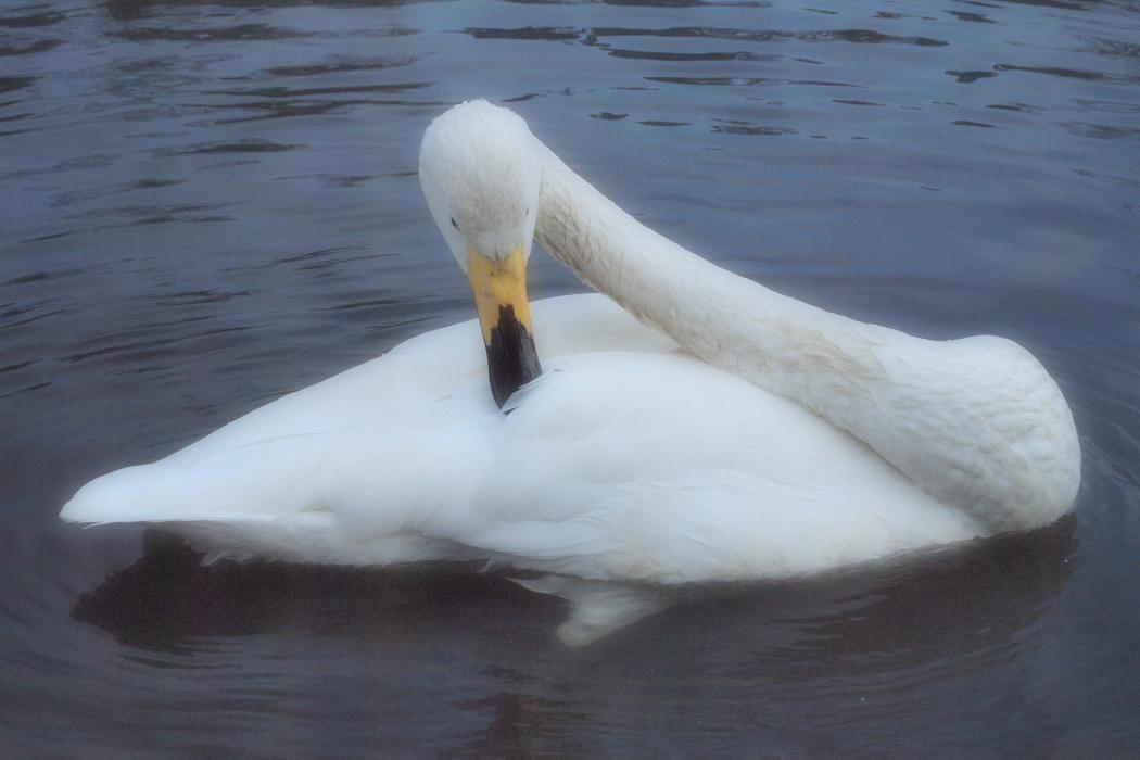 E P1 白鳥とカワセミ 水戸市大塚池から 常陸のt S Blog E P1 白鳥とカワセミ 水戸市大塚池から 常陸のt S Blog