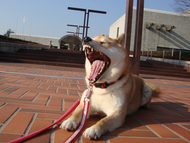 りんごちゃん、初めまして!_a0126590_22344946.jpg