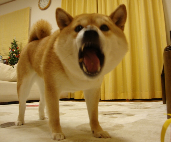 人の分まで食べるのは・・・_a0126590_252916.jpg