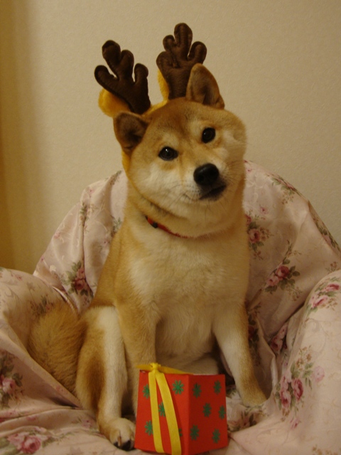 人の分まで食べるのは・・・_a0126590_255617.jpg