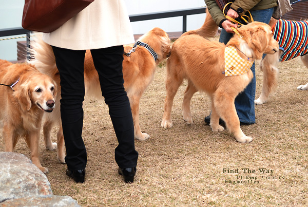 【犬的散歩日和】横浜・象の鼻パーク　１／２ 〜 大桟橋のみなを待つ_f0054594_3294339.jpg