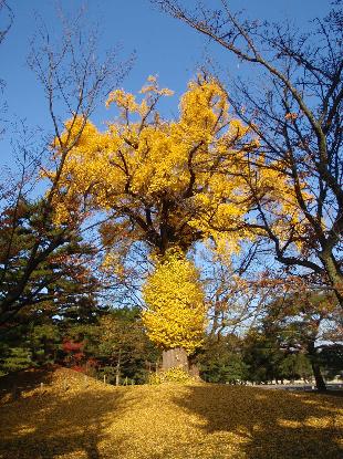 お馬鹿テン ① 2009_e0077899_842881.jpg