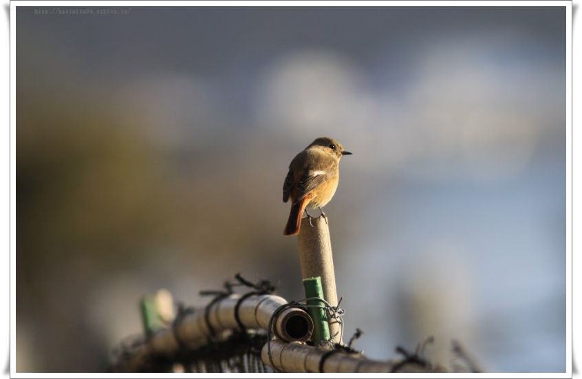 年末の野鳥たち_a0057905_1833289.jpg