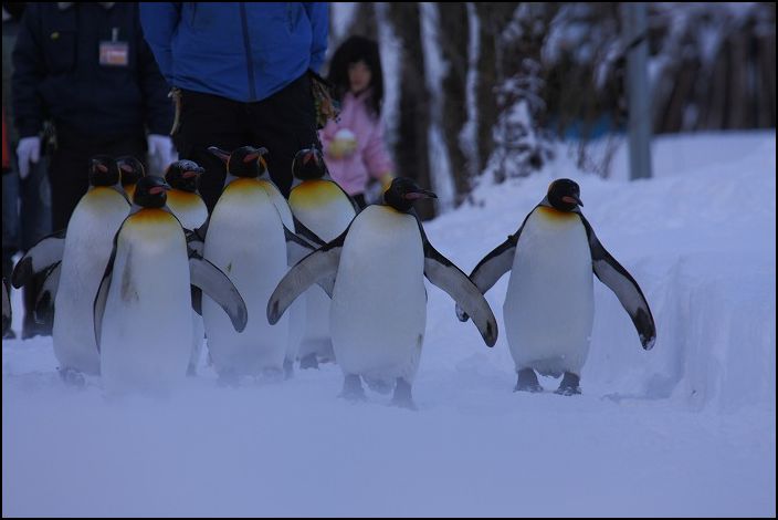 旭山動物園　～散歩　キングペンギン～_f0139911_17172152.jpg