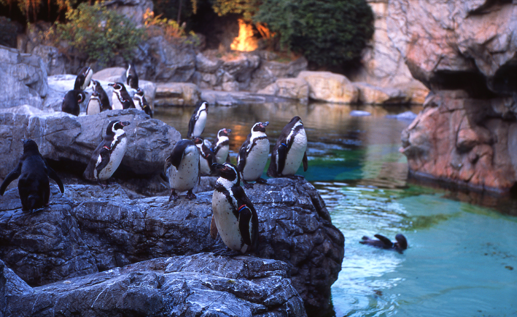 動物園のようだね、ズーラシア！ ペンギンの巻_b0137723_1594852.jpg