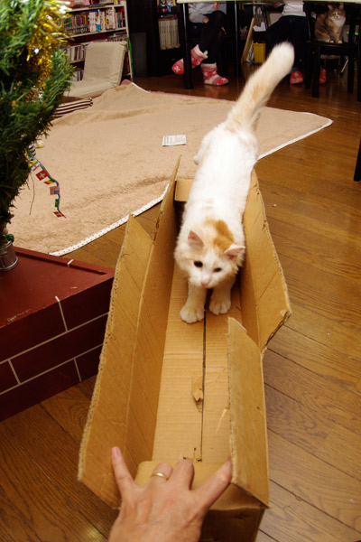 クリスマスのお約束_a0028451_257632.jpg